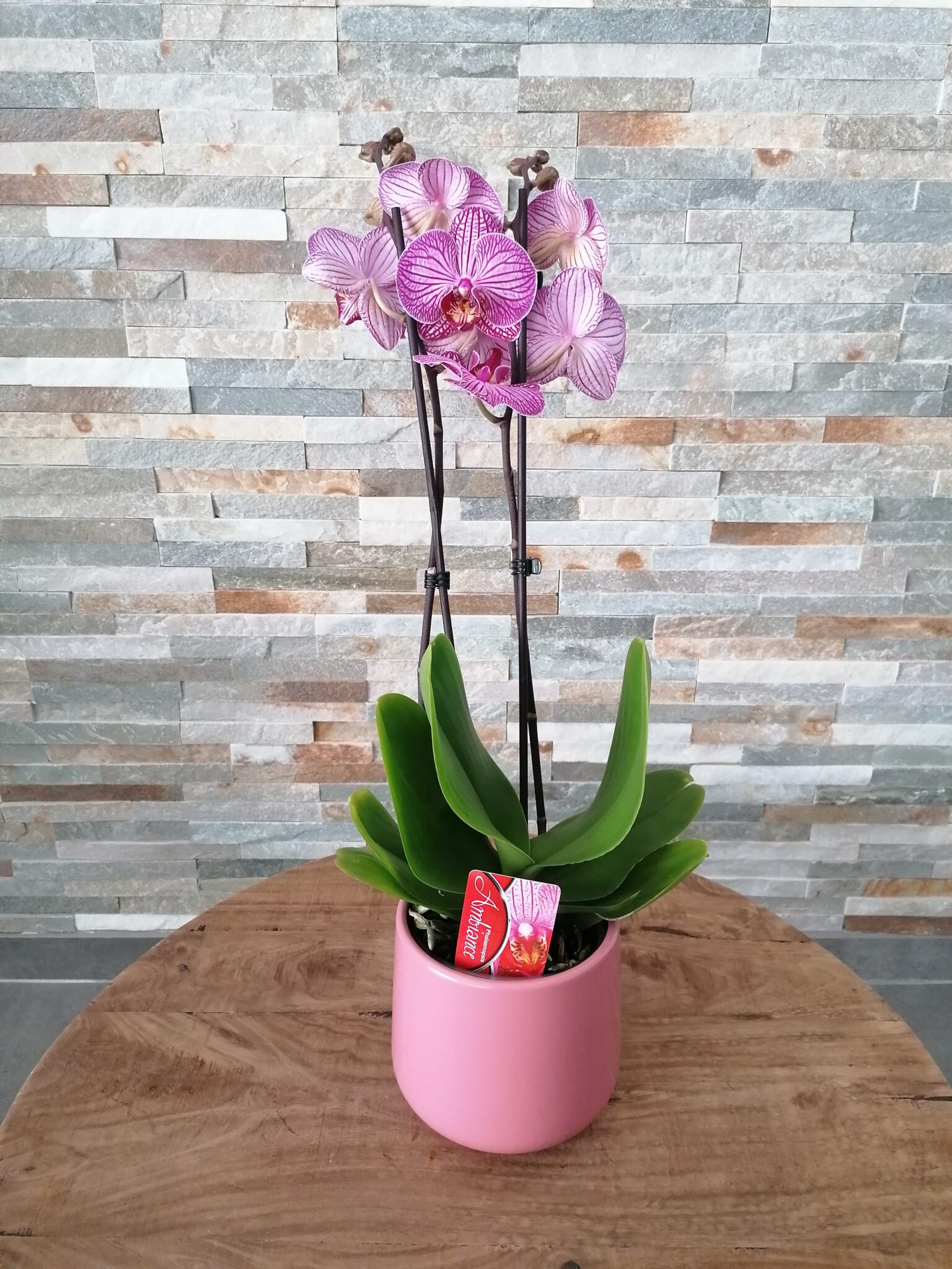 Orchidée Panache Phalaenopsis 2 tiges avec cache pot Donaliflor