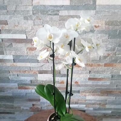 Orchidée Phalaenopsis (avec cache-pot)