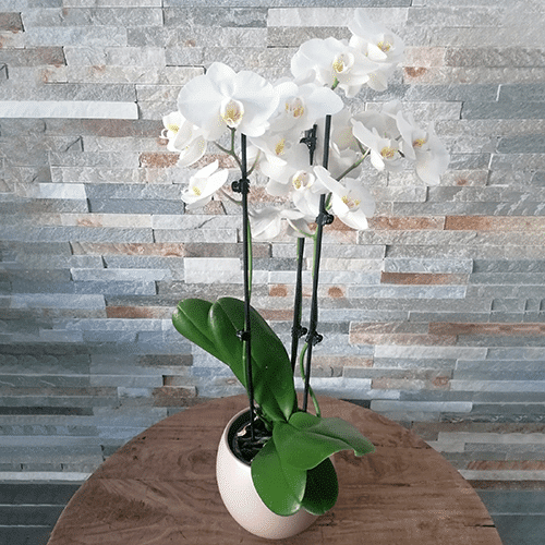 Orchidée avec pot blanc