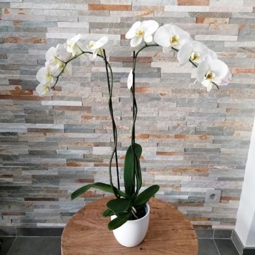 Orchidée Phalaenopsis Blanche 2 Tiges Avec Son Cache Pot Blanc., Livraison  à Le Mans